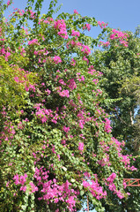 Fototapeta na wymiar Bougainvillaea tree