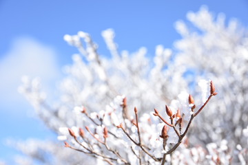 Soft rime at Mt.Gozaisho, Japan