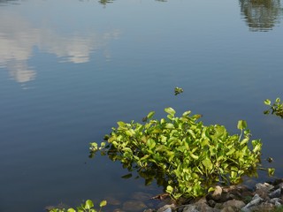 Obraz na płótnie Canvas Water Hyacinth