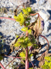 Spiked seeds on a dry plant