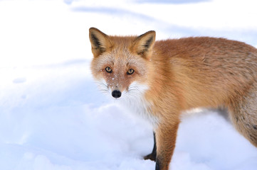 Fototapeta premium 雪の中のキタキツネ