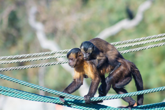Capuchin monkey walking on a rope with a little to the back (Ceb