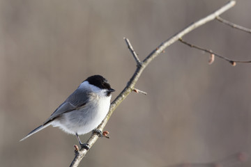 Titmouse, which begins its flight