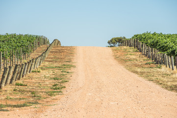 Vineyard cultivation in rural South Australia is  well suited to the temperate climate in the region