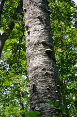 the trunk of the tree