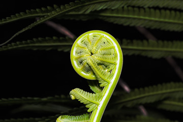 Young frond of fern © teptong
