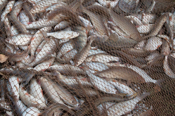 Large haul of silvery freshwater fish caught in a brown fishing net
