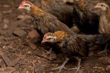 Close up of Wild Red junglefowl(Gallus gallus)