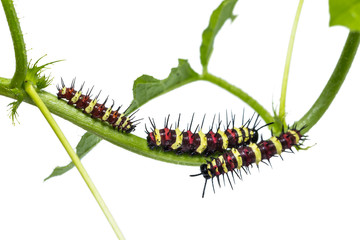 Leopard Lacewing caterpillars