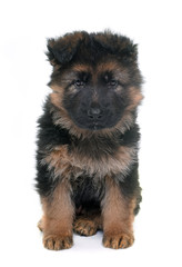 puppy german shepherd