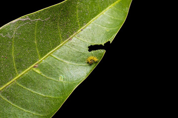 Mango Baron caterpillar