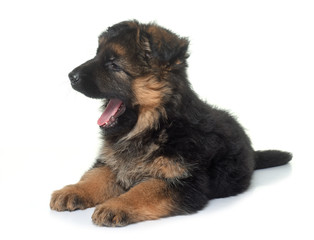 puppy german shepherd