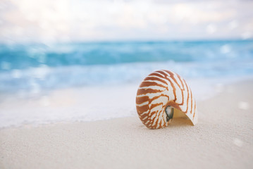 nautilus shell on white beach sand, against sea waves