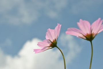 秋空とコスモス