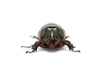 Oryctes gnu rhinoceros beetle