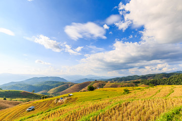 Naklejka premium Terraced rice field