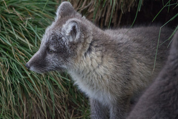 Polar fox 27, Iceland