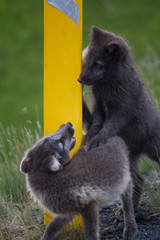 Polar fox 14, Iceland