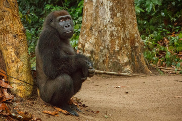 eastern lowland gorilla on the dusty road near the jungle, face to face, great details, african wildlife