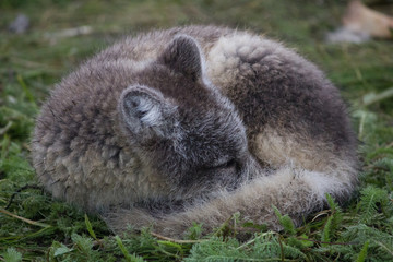 Obraz premium Polar fox 5, Iceland