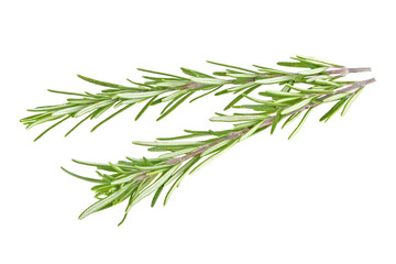 Fresh green sprig of rosemary isolated on a white background