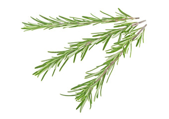 Fresh green sprig of rosemary isolated on a white background