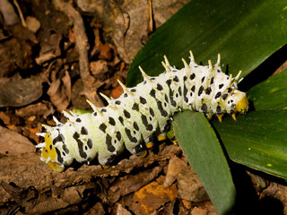 white hairy caterpillar with black polka dot crawling on the ground in the jungle