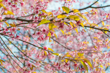 Branch of sakura flower, Cherry blossom.