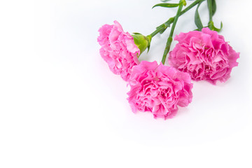 Pink carnations flower isolated on white background