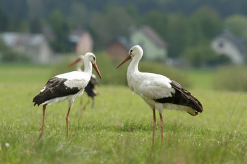 stork