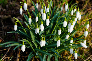 Schneeglöckchen im Frühling