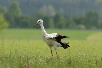 stork