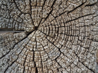 A macro view of an old wooden plank