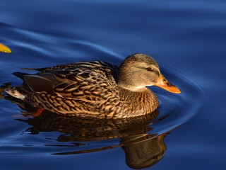 Mallard (wild duck, Anas platyrhynchos) floating on a lake (with crystal water drops)