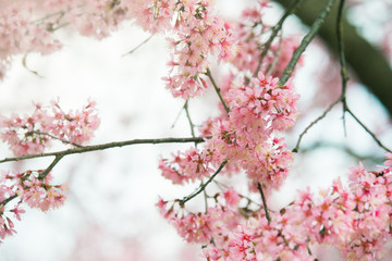 Branch of sakura flower, Cherry blossom.