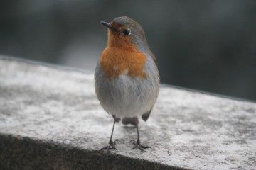 Pettirosso in primo piano