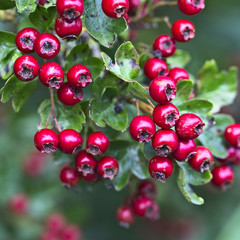 Ripe berries, haws, on Hawthorn (also called called thornapple, May-tree, whitethorn, or hawberry)(Crataegus monogyna) berries in Autumn, England, UK.