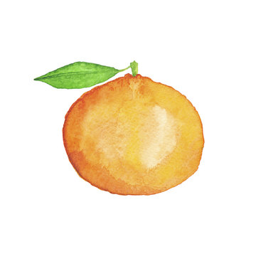 Watercolor Mandarin Hand-Painted Isolated