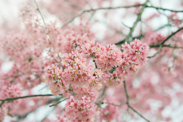 Branch of sakura flower, Cherry blossom.