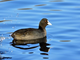 The Eurasian coot (Fulica atra) floating on cold, crystal water