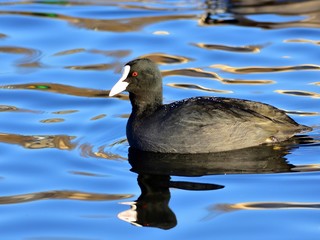 The Eurasian coot (Fulica atra) floating on cold, crystal water