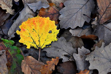 feuille d'automne