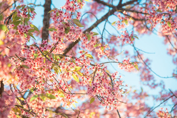 Branch of sakura flower, Cherry blossom.