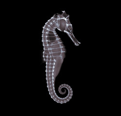 タツノオトシゴのX線写真