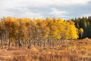 Fototapeta premium Evening light, Yellowstone National Park