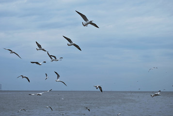 Seagulls flying over the sea,Thailand