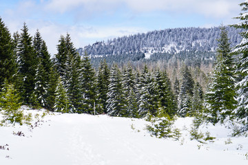 Tannenwald im Harz | Deutschland