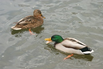 photos of beautiful ducks on the water 8