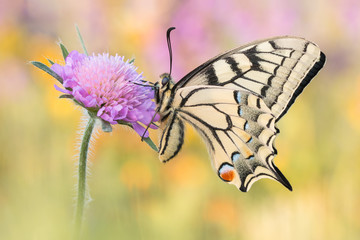 Schmetterling - Schwalbenschwanz (Papilio machaon)