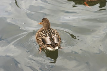 photos of beautiful ducks on the water 5